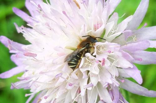 Osmia spinulosa
